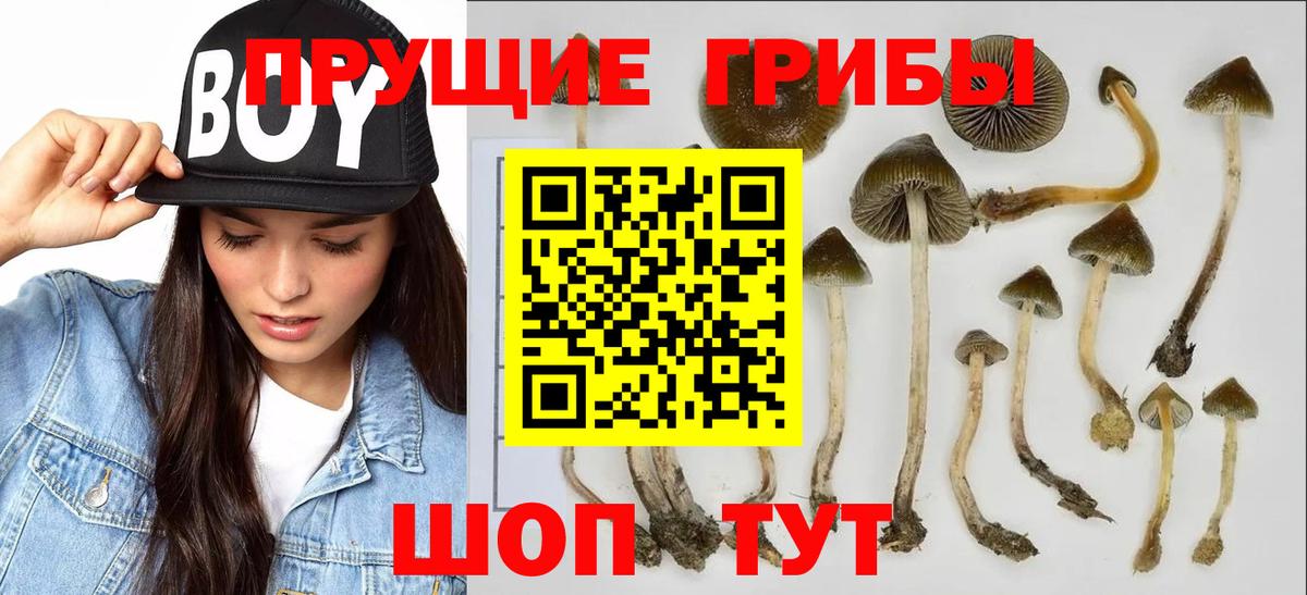 Псилоцибиновые грибы Psilocybine cubensis Ноябрьск